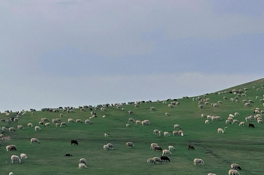 Crew Neck Plain Crop Tank Top / High Waist Shorts / Long-Sleeve Plaid Shirt / Set