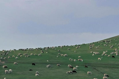 Crew Neck Plain Crop Tank Top / High Waist Shorts / Long-Sleeve Plaid Shirt / Set